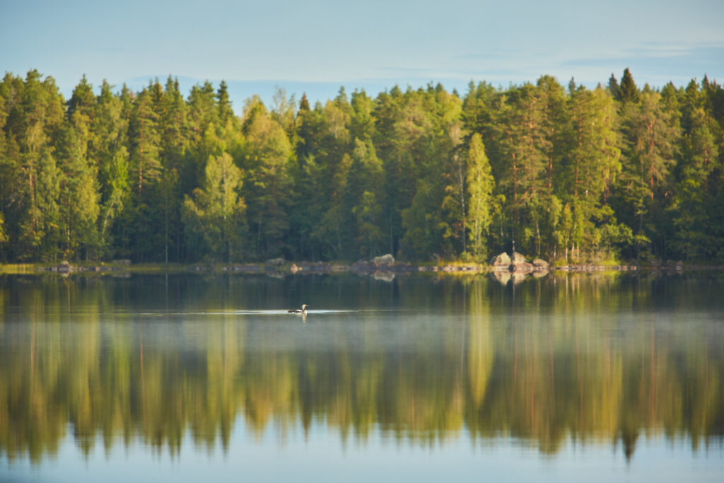 “Liesjärven kansallispuisto, Tammela, Finland” by Kanta-Hämeen kuvapankki, Public Domain Dedication (CC0)