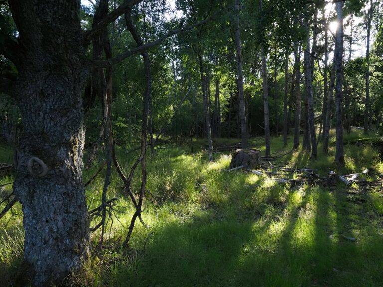 “grove, Porkkala” by TJH1976, Public Domain Mark